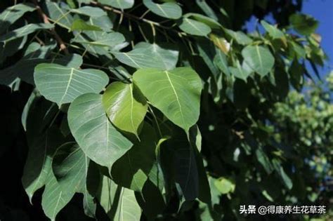 菩提葉功效|茶名 58: 菩提（Linden、Lime Flower，學名Tilia europaea）